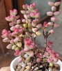 Красула, Скален нефрит (Crassula Rupestris Tom Thumb)