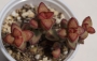 Красула, Скален нефрит (Crassula Rupestris Tom Thumb)