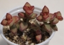 Красула, Скален нефрит (Crassula Rupestris Tom Thumb)