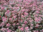 Красула смидти (Crassula smidtii, Crassula exilis ssp. cooperi, Crassula schmidtii, Сrassula picturata)