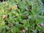 Красула смидти (Crassula smidtii, Crassula exilis ssp. cooperi, Crassula schmidtii, Сrassula picturata)