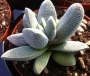 Красула текта (Crassula tecta)