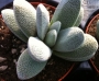 Красула текта (Crassula tecta)