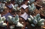 Красула текта (Crassula tecta)