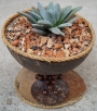 Красула текта (Crassula tecta)