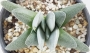 Красула текта (Crassula tecta)