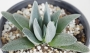 Красула текта (Crassula tecta)
