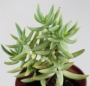 Красула тетрагона (Crassula tetragona)