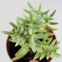 Красула тетрагона (Crassula tetragona)
