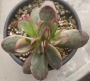 Красула вариегата (Crassula platyphylla variegata)
