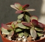 Красула вариегата (Crassula platyphylla variegata)