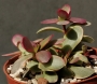Красула вариегата (Crassula platyphylla variegata)