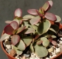Красула вариегата (Crassula platyphylla variegata)
