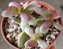 Красула вариегата (Crassula platyphylla variegata)