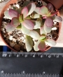 Красула вариегата (Crassula platyphylla variegata)