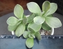 Красула вариегата (Crassula platyphylla variegata)