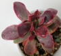 Красула вариегата (Crassula platyphylla variegata)