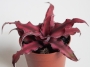 Криптантус (Cryptanthus)