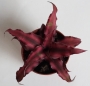 Криптантус (Cryptanthus)