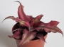 Криптантус (Cryptanthus)