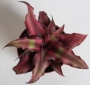 Криптантус (Cryptanthus)