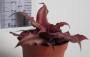 Криптантус (Cryptanthus)