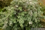 Критски риган (Origanum dictamnus)