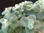 Критски риган (Origanum dictamnus)