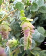 Критски риган (Origanum dictamnus)