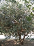 Фейхуа (Feijoa)