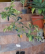 Кумкват (Kumquat)