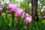Куркума (Curcuma)