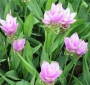Куркума (Curcuma)
