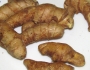 Куркума (Curcuma)