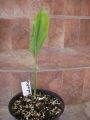Куркума (Curcuma)