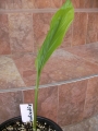Куркума (Curcuma)