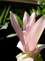 Куркума (Curcuma)