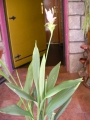 Куркума (Curcuma)