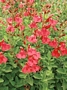 Салвия (Salvia greggii)