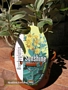 Брахиглотис (Brachyglottis Sunshine Senecio)
