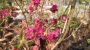 Лагерстремия, Индийски люляк (Lagerstroemia indica Rosea Nova)