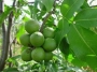 Лайм, зелен лимон (Lemon Citrus aurantifolia)