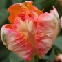 Лале (Tulip Apricot Parot)