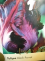 Лале (Tulip Black Parrot)
