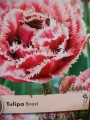 Лале (Tulip Brest)
