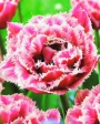 Лале (Tulip Brest)