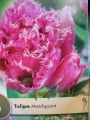 Лале (Tulip Matchpoint)