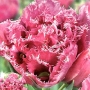 Лале (Tulip Matchpoint)