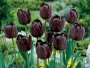 Лале (Tulip Queen of night)