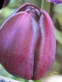 Лале (Tulip Queen of night)